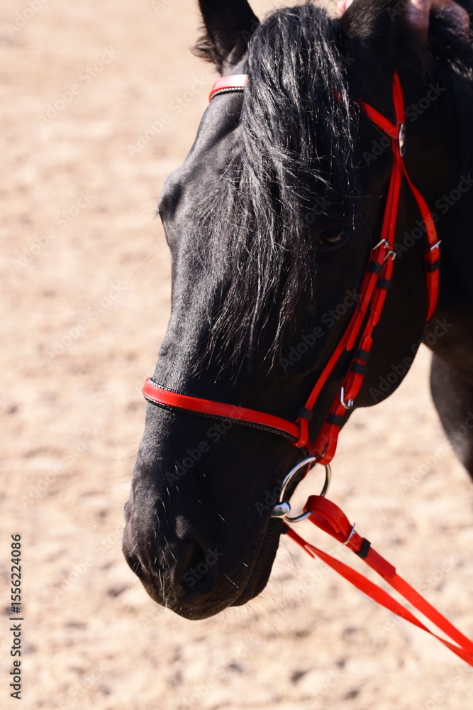 Poster close-up of a horse with a distinctive red bridle