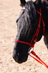 Close-up of a horse with a distinctive red bridle