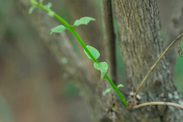 Close-up of a Vine on Tree Bark