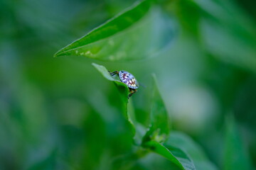 Colorful Beetle on Leaf