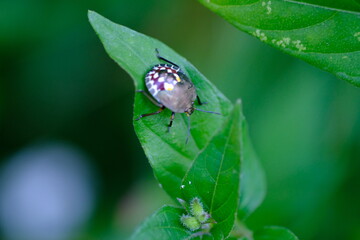 Insect on Leaf