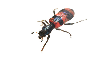 The common bee beetle, or common bee beetle, is a beetle of the beetle family on a white background.