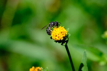 Insect on Yellow Flower