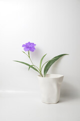 Minimalistic Purple Flower, Ruellia tuberosa in White Ceramic Vase on Plain Background