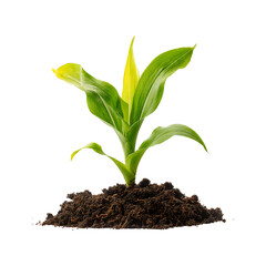 Young corn plant sprout isolated on transparent background, in PNG format, cut out