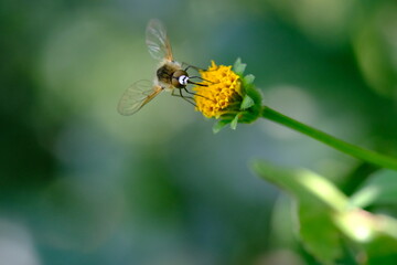 Bee Fly on Yellow Flower