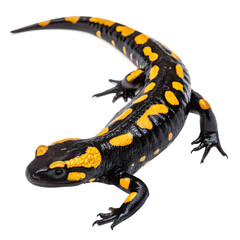 A fire salamander with bright yellow spots against a black body is isolated on transparent background, a detailed closeup