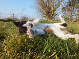 je m'amuse dans l'herbe
