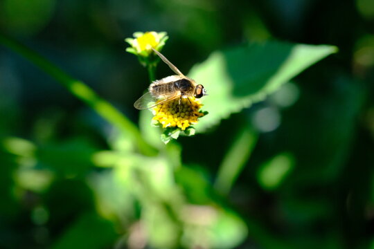 Insect on Flower in Walter Sisulu National Botanical Garden