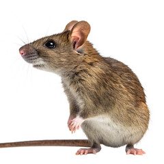 Large Brown Rat Stands