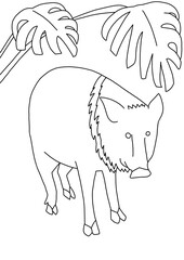 Peccary ilustration