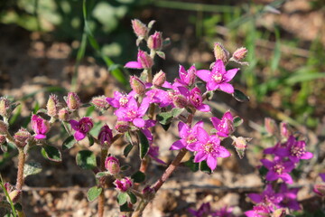 Pink Wildflowers in Tienie Versfeld Nature Reserve