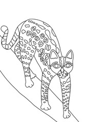 cat and mouse