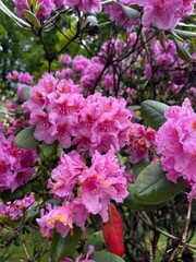 pink hydrangea flowers