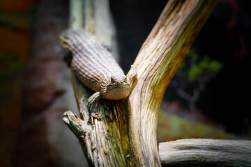 Little egernia posing for the camera.	
