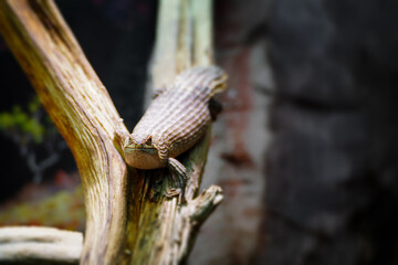 Little egernia posing for the camera.	
