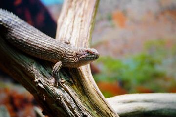 Little egernia posing for the camera.	
