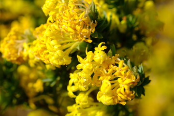 Yellow Wildflower Close-up