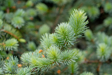 Blue spruce branches in the garden, texture of needles of a Christmas tree