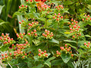 Hypericum inodorum - St. John's Wort,  ornamental shrub producing bright red fruits, yellow flowers...