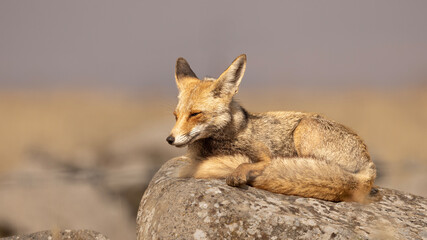A golden fox rests atop a rocky area, enjoying the warm sunlight in a natural setting. The fox...