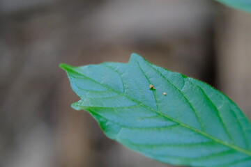 Close-up of a Leaf