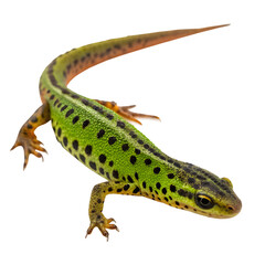 Obraz premium A detailed closeup of a green and black spotted salamander isolated on transparent background