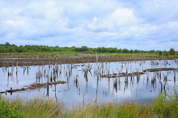 Along the Theikenmeer (moor) - circular hiking trail in the Hümmling Landscape Park, Lower Saxony...