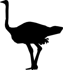 ostrich silhouette isolated on white, Ostrich, Silhouette, Vector, Outline, Drawing, Running, PNG, African, Icon, Black, Graphic, Design, Bird, Animal, Wildlife, Safari, Desert, Tall, Flightless, Art,