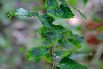 Close-up of Leaves in Pretoria National Botanical Gardens