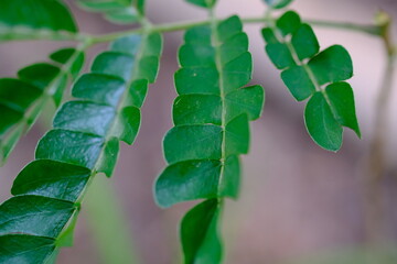 Close-up of Green Leaves