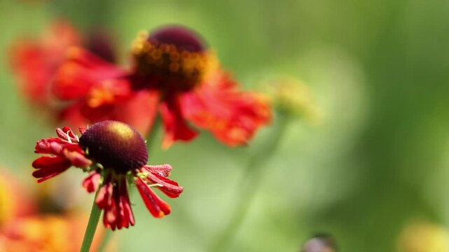 Common sunflower blowing in the wind, bright red large flowers blowing in the wind, dark red Helenium autumnale in full bloom, purple petals, insects flying in the background, sneezeweed in full bloom