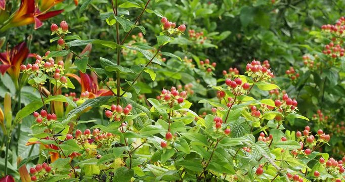 (Hypericum inodorum) Upright shrub of St. John's Wort with red stems adorned with clusters of elongated salmon-pink to rosy-red fruits above attractive ovate, dark green leaves
