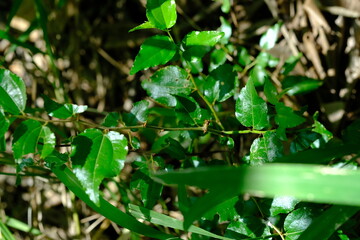 Green Leaves in Pretoria National Botanical Gardens