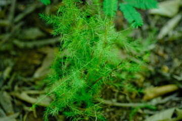 Green Plant in Pretoria National Botanical Gardens