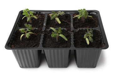 Young tomato seedlings in plastic pots