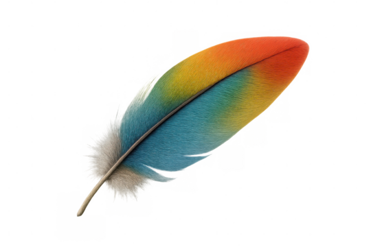 Vivid bird feather displaying gradient colors from orange to blue, translucent backdrop highlighting intricate texture and natural patterns