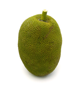 Close-up of unripe Jackfruit growing on tree