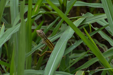 lizard on a leaf