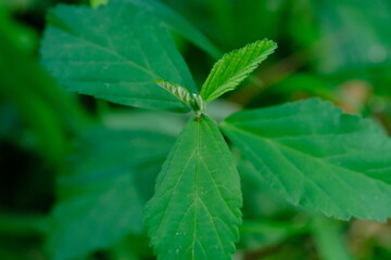 Herbaceous Plant in Pretoria National Botanical Gardens