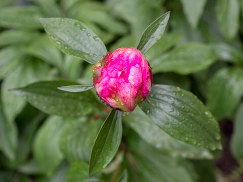 blooming peony close up