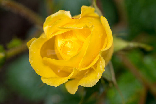 yellow roses with water drops close up