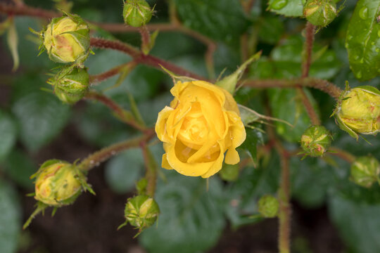 yellow roses with water drops in the garden