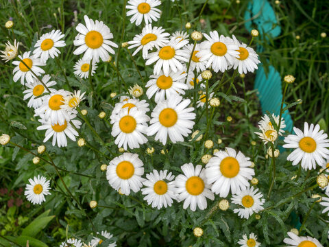 blooming daisies in summe