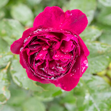 purple roses with water drops