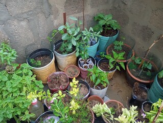 herbs in pots