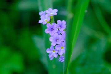 Alpine Forget-Me-Not Flower