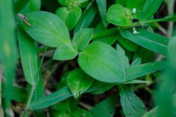Herbaceous Plant in Pretoria National Botanical Gardens