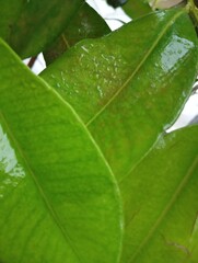 green leaf with water drops