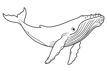 Humpback whale in profile view.
